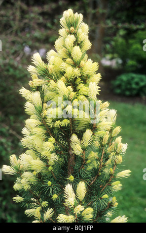 Picea glauca 'J.W.Daisy's White', white spruce conifer garden plant needles Stock Photo