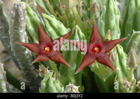 Stepelia kwebensis  in flower near Khorixas Namibia. Africa. Stock Photo