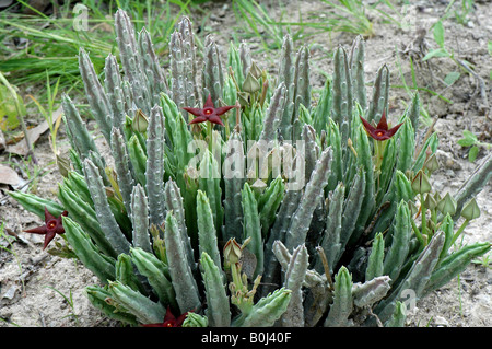 Stepelia kwebensis  in flower near Khorixas Namibia. Africa. Stock Photo