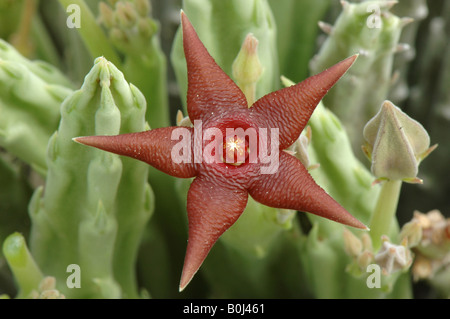 Stepelia kwebensis  in flower near Khorixas Namibia. Africa. Stock Photo