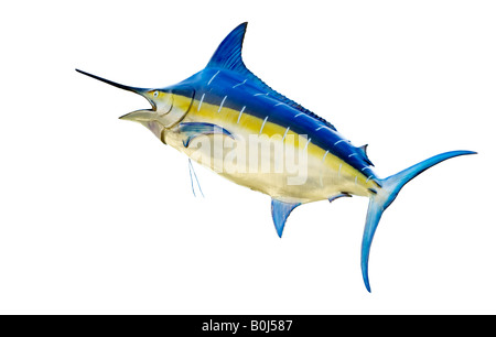 Blue Marlin isolation Stock Photo
