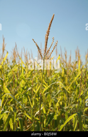 top of corn stalks in a field Stock Photo
