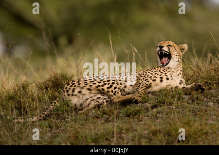 Cheetah (Acinonyx jubatus raineyii) yawning in Ndutu,  Ngorongoro Conservation Area, Tanzania, East Africa Stock Photo