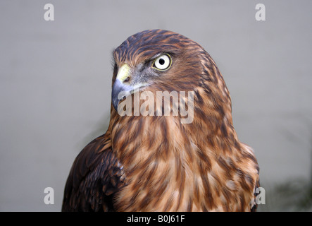 A GOSHAWK BIRD HORIZONTAL BDA11179 Stock Photo
