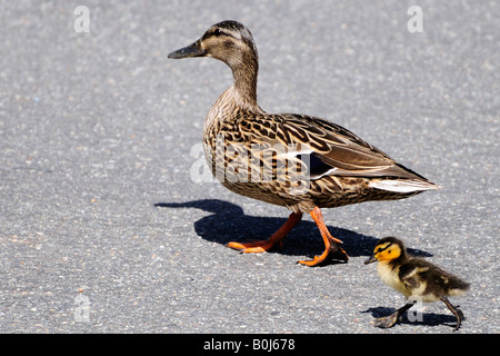 Mallard hen duck walking followed by baby duckling Stock Photo