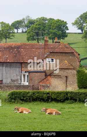 Farm with cows Frensham Surrey UK Stock Photo