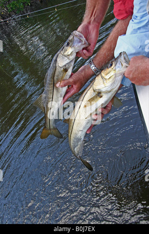 Two snook Stock Photo