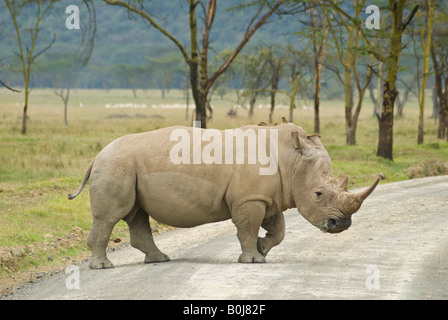 White rhino in Lake Nakuru National Park, Kenya, East Africa Stock Photo