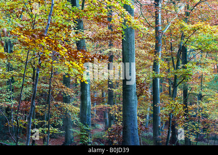 Autumnal Beech Woodland, Cotswold Commons & Beechwoods, Gloucestershire ...