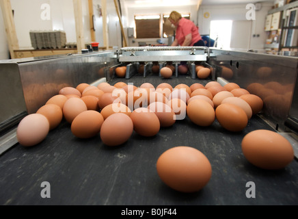 Free range eggs are gathered on a conveyor belt before being packed in boxes and shipped to shops and restaurants. Stock Photo