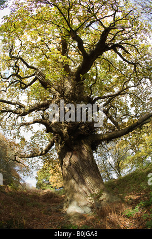 The Verderers Oak an Ancient Oak Tree in the Forest of Dean, Gloucestershire, UK Stock Photo