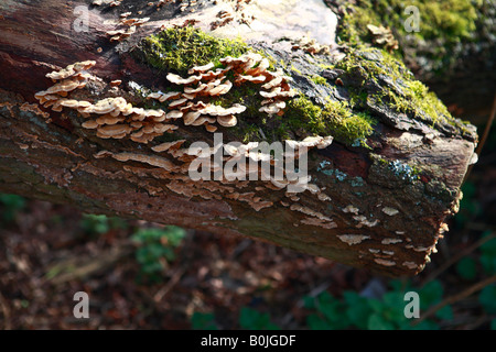 moss covered tree trunk with fungus Stock Photo