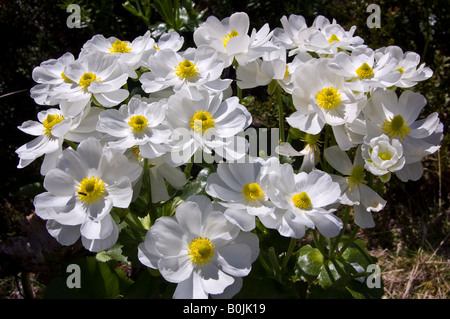 Mount Cook lilies, or buttercups (Ranunculus lyallii) Stock Photo