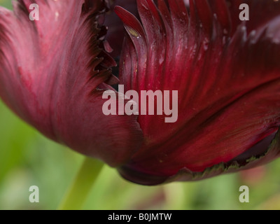 Black Parrot Tulip detail Stock Photo