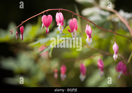 'Bleeding Hearts' Dicentra Spectabilis Stock Photo