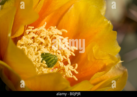 Orange, yellow and red Prickly Pear cactus blossoms Stock Photo