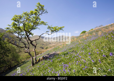 Rural Welsh valley with bluebells flowering in late spring early summer in Snowdonia National Park. Cwm Pennant Gwynedd North Wales UK Britain Stock Photo