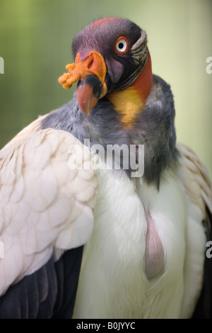 King Vulture - Sarcoramphus papa Stock Photo