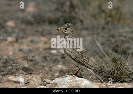 Lesser short toed lark Calandrella rufescens Spain spring Stock Photo