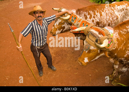 COSTA RICA Boyero Cowboy with Oxen Bulls pulling a colorful hand painted Sarchi Ox Cart Stock Photo