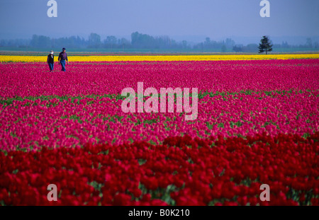 Mature couple in the distance walking in a field of red pink and yellow tulips La Conner Washington USA Stock Photo