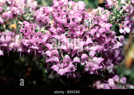 Chanelled Heath- Erica canaliculata- Family Ericaceae Stock Photo