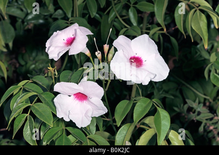 Bower Vine/Bower of Beauty-Pandorea jasminoides cultivar- Rosea-Family Bignoniaceae