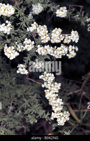 Close-up young blooms of Cape Snow Bush / Kapokbossie / Sandveld /  Wild Rosemary- Eriocephalus africanus - Family Asteraceae Stock Photo