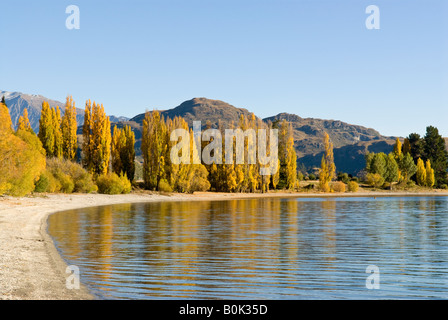 Autumn trees on the shores of Lake Wanaka at Glendhu Bay Stock Photo