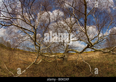 Salthouse Heath Nature Reserve Norfolk UK April Stock Photo
