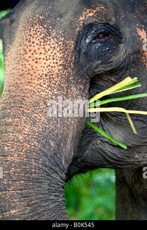 The face of a female Asian elephant Thailand Stock Photo