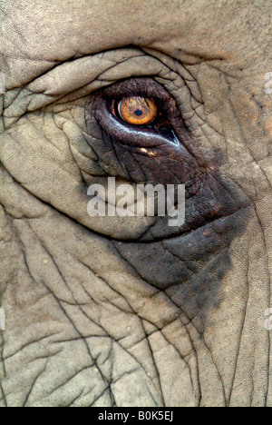 The eye of a female Asian elephant, Thailand Stock Photo