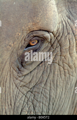 The eye and skin of a female Asian elephant Thailand Stock Photo