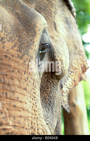 Portrait of a female, Asian elephant. The Elephant eye, ear and skin are tough but sensitive. Stock Photo