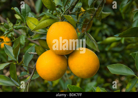 Closeup of oranges on the trees in an orchard near Haines City Florida USA Stock Photo