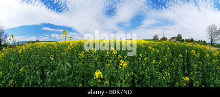 Panoramic view of a rapeseed field fields with brilliant blue sky and interesting cloud pattern by Charles W. Lupica