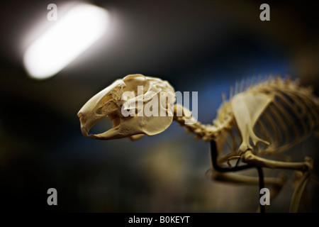 Rabbit skeleton in a school classroom Stock Photo