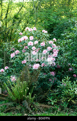 Rhododendron 'Mrs G.W. Leak' Stock Photo - Alamy