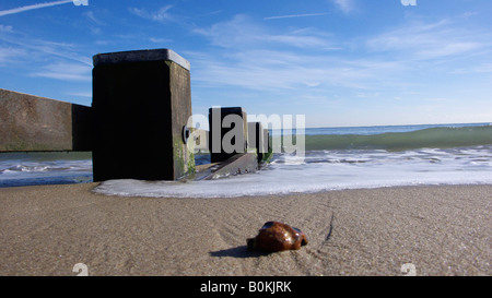 waterbreak, shell and sea at the coast Stock Photo