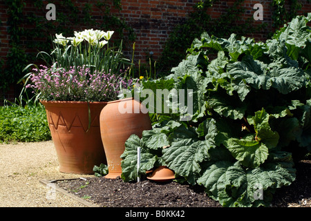 Rhubarb growing in a Walled fruit and flower garden at Osborne House East Cowes Isle of Wight England Stock Photo