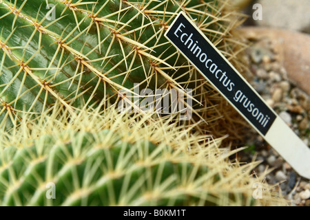 Golden Barrel Cactus with a latin name label, close-up Stock Photo