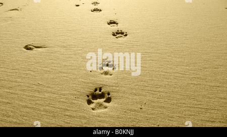 golden dog paw prints in the sand Stock Photo