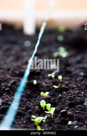 Young plants growing in rows in a greenhouse Stock Photo