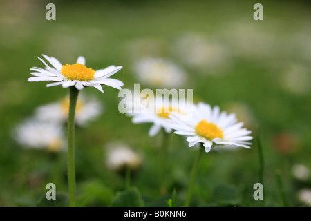 Common "Lawn Daisies" "Bellis perennis" Stock Photo