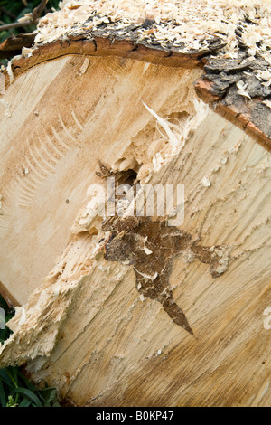 Diseased horse chestnut tree wood (Aesculus hippocastranum), Essex, UK. Stock Photo