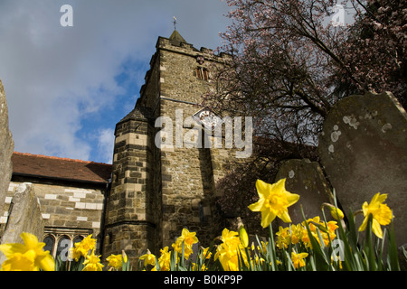 Daffodils growing in the churchyard of St Mary Magdalene & St Denys church in Midhurst, West Sussex, England. Stock Photo