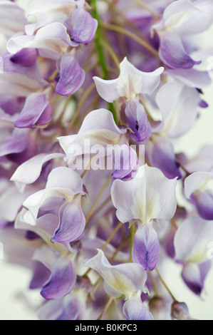 Wisteria sinensis flowers to the side against a white background Stock Photo