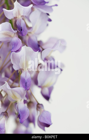 Wisteria sinensis flowers to the side against a white background Stock Photo