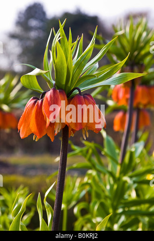 Majestic crown imperial in full bloom Stock Photo