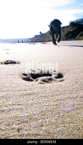 dog walking leaving paw prints in tghe golden sand Stock Photo